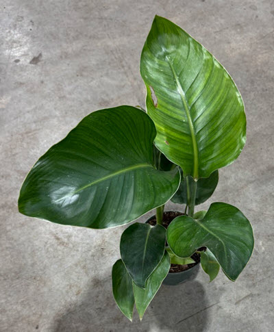 6" Bird of Paradise White